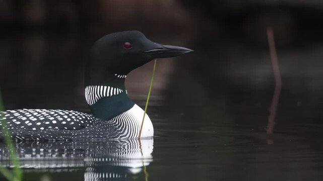 A common loon at sunrise