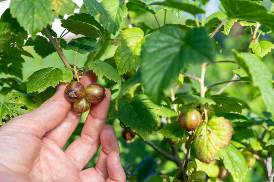 Hand holding ripening black currant cluster on garden bush in summer sunlight