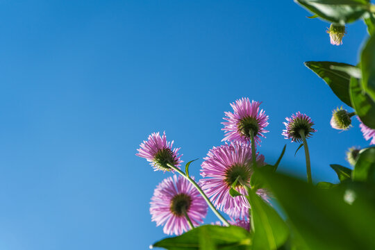 Purple wildflowers viewed from below with clear blue sky and copy space