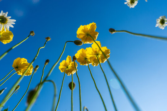 Low angle view of yellow wildflowers against a vivid blue summer sky