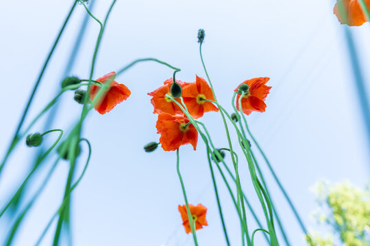 Low angle view of orange poppies reaching toward a bright summer sky