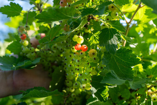 Hand holding ripening red currants growing on backyard garden bush