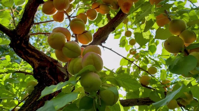 Ripe juicy apricots on the tree twig on sunny day in the garden close up