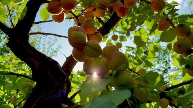 Ripe juicy apricots on the tree twig on sunny day in the garden close up