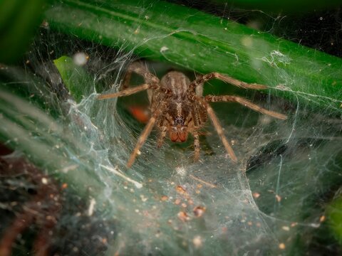 Macro close up of a brown spider waiting in its web between green leaves in nature