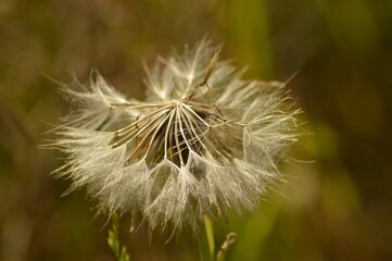 Partially dispersed dandelion seed head close-up © Virginie