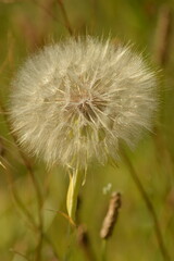 Full dandelion seed head in a meadow © Virginie