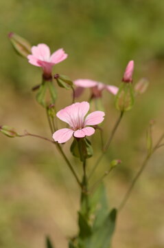 Pink red campion wildflowers blooming in a meadow
