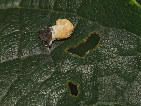 Macro close up of a strange insect dropping or frass and holes on a textured green leaf in a natural outdoor garden environment
