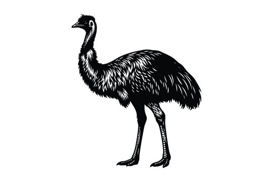 Stippled illustration of an australian emu standing full body profile with australian