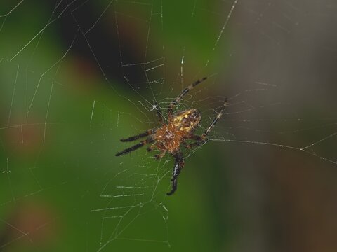 Macro close up of a brown orb weaver spider hanging upside down in its intricate web in a natural outdoor garden setting
