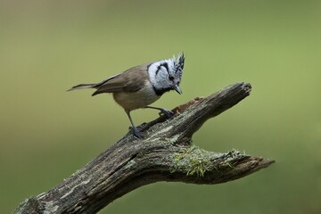 European crested tit (Lophophanes cristatus) perched on a mossy tree branch with a soft green background in the Czech Republic © Miroslav Srb