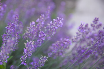Obraz premium Blooming lavender branches covered with fragrant purple flowers in a summer garden. Fresh aromatic herbs, vibrant blossoms, natural daylight and selective focus.