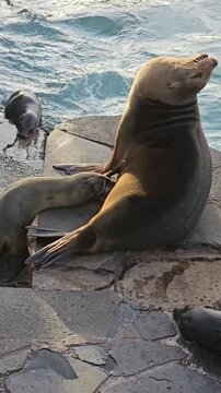Sea lion pup nursing as mother raises head and opens mouth with ocean waves splashing in background vertical video