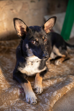 A small black mixed-breed dog with a white chest is lying on the ground, looking at the camera with a funny, meme-worthy expression. A cute portrait of the pet with expressive ears and curious eyes.