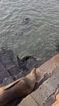 Older sea lion laying on stone step by ocean looks on as young sea lions swim in water
