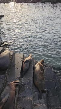 Group of sea lions laying on stone steps with ocean waves flowing below vertical video