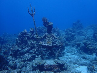 coral reef and fishes © Enrique