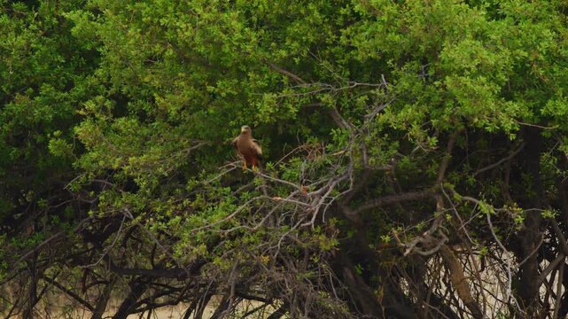 Close up of a yellow-billed kite (Milvus aegyptius).