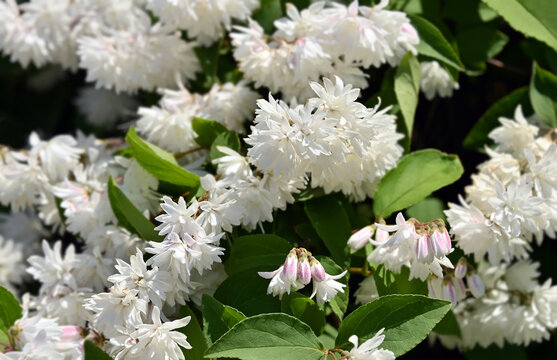 Blossom of Deutzia gracilis (Japanese snow)