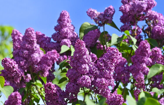 Lilac (Syringa) flower