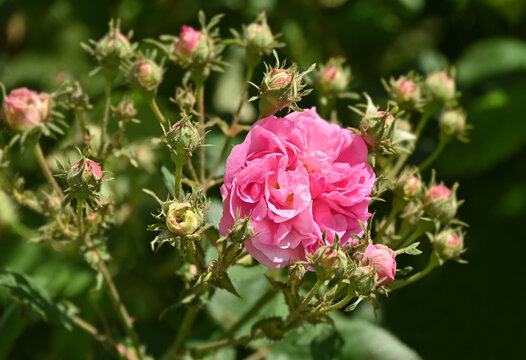 Beautiful pink rose flower