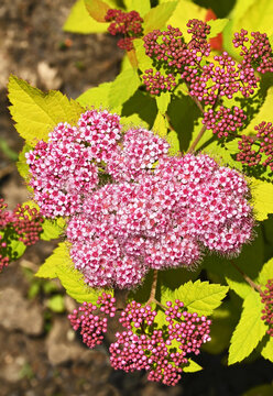 Blossom of Spirea (Spiraea japonica)