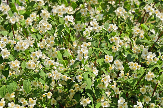 Beautiful blooming jasmine flower
