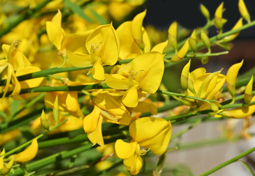 Blossom of Ginestra (Scotch broom, Genista) shrub