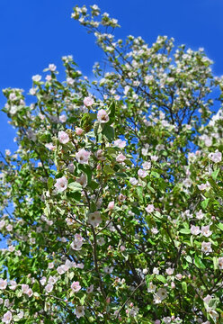 Quince (Chaenomeles) pink blossom against sky