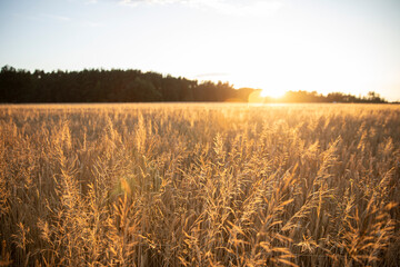 The background of cereal stems in the golden hour, the stems of common windgrass in the rays of the setting sun at golden hour. COMMON WINDGRASS Apera spica-venti (L.) Beauv. FAMILY: POACEAE (GRASSES) © Tatsiana