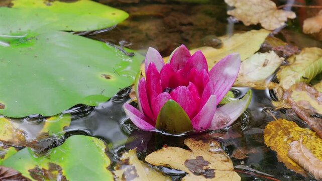 Time lapse sequence in the pond of the opening of a water lily flower, or Lotus flower, and the midges are celebrating