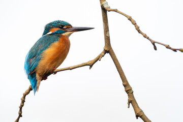 Obraz premium Common kingfisher (Alcedo atthis) perched on a branch against a clean white background, showcasing vibrant blue, teal, and orange feathers in a detailed wildlife profile.