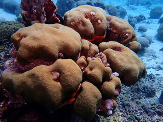 coral reef in the sea © Enrique
