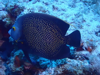tropical coral reef © Enrique