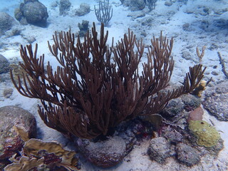 coral reef with fish © Enrique