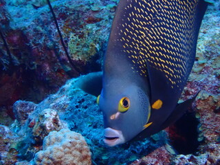 tropical fish in aquarium © Enrique