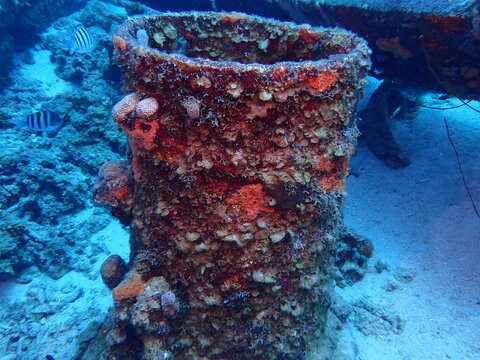 coral reef in blue water