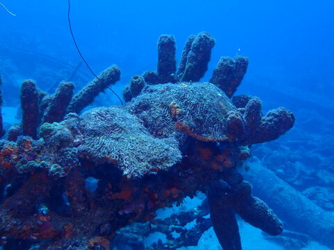 coral reef and diver