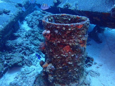 coral reef in blue water