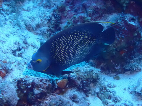 coral reef with fish