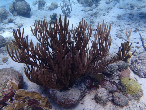 coral reef with fish