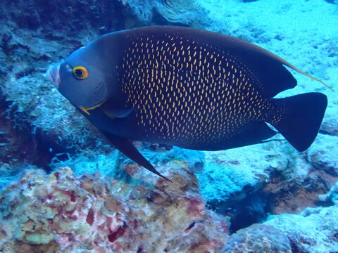 fish in aquarium