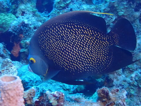 coral reef with fish