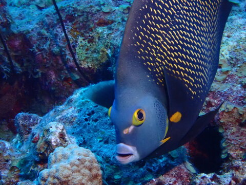 tropical fish in aquarium