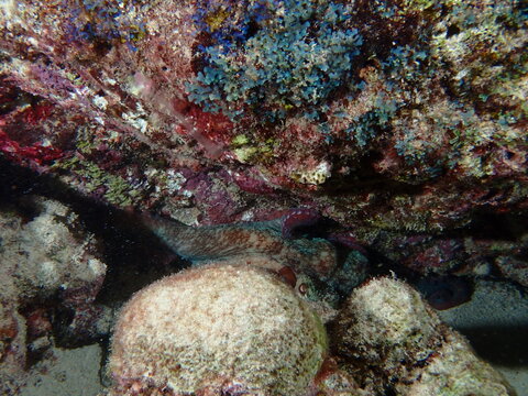 coral reef