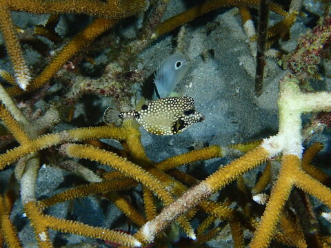 fish in aquarium