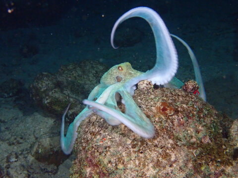 octopus and diver