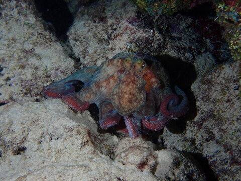 red sea turtle