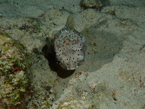 fish in the sea